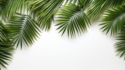 Fototapeta na wymiar Palm tree leaves isolated on white background with copy space, green leaves background