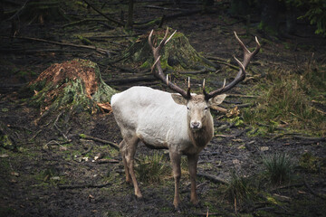 albino Hirsch