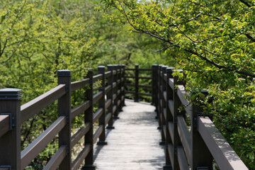 Wooden footbridge in the forest