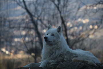 ein Polarwolf Canis lupus arctos liegt auf einem Felsen,  arctic wolf lies on a rock taking a rest