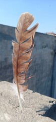 feather on the roof top