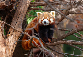 Red panda perched among the bare branches of a tree.