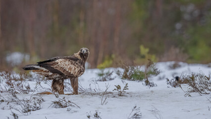 Steinadler im Schnee in Norwegen