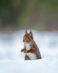 Eichhörnchen im Schnee