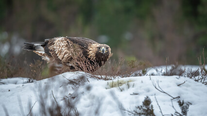 Steinadler im Schnee in Norwegen