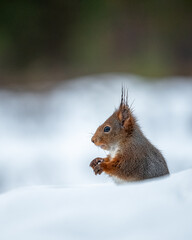 Eichhörnchen im Schnee