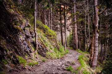 A secluded trail meanders through a tranquil forest, the quietude only disturbed by the soft rustling of leaves and the whispers of ancient trees