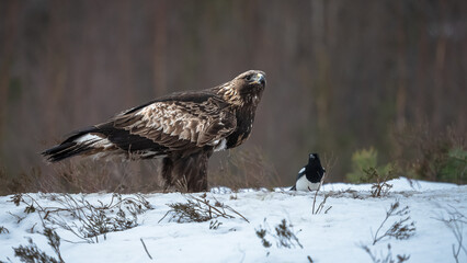 Steinadler im Schnee in Norwegen