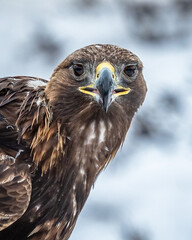 Steinadler im Schnee in Norwegen
