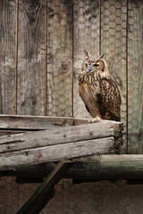 Owl, farm and outdoor by wood, fence and exotic animal for endangered species on box. Birds of prey, zoo and plank for feathers, wildlife and cute in nature for park and ecosystem outside portrait