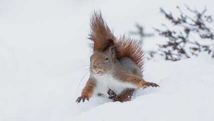 Eichh&ouml;rnchen im Schnee