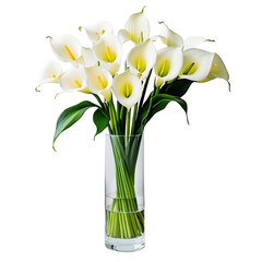 flower in a pot  Elegant Display of Calla Lilies in a Tall Glass Vase  isolated on transparent background PNG file