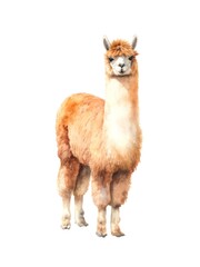 Watercolor illustration of an alpaca isolated on white background.