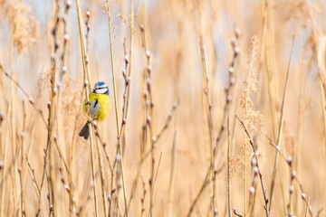 Eurasian blue tit (Cyanistes caeruleus) a small bird with colorful plumage sits among the reeds on the shore of a pond on a sunny day.