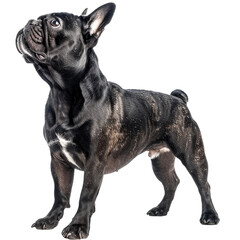 Obraz premium french bulldog isolated on white