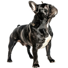 french bulldog standing side view