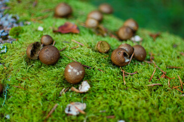 mushrooms on the grass