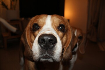 perro beagle