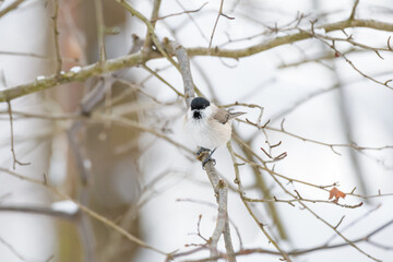 Marsh tit (Poecile palustris) a small bird with bright plumage sits on a tree branch on a winter morning.
