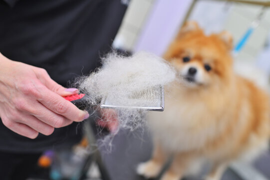 grummer combs the wool of a Pomeranian with a brush. Dog Care