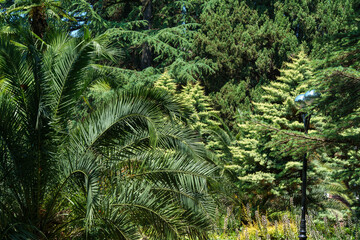 Canarian date palm, Cupressocyparis leylandii and cypresses on Kurortny Prospekt in Sochi