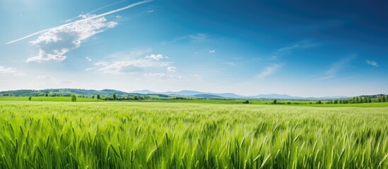 Fototapeta na wymiar Tranquil Green Field of Golden Wheat Under Clear Blue Skies - Nature's Beauty