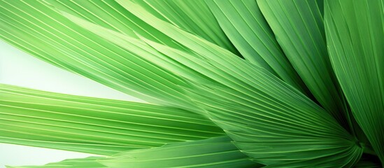 Vibrant Green Foliage in Detailed Close-Up Shot of Lush Plant with Textured Leaves