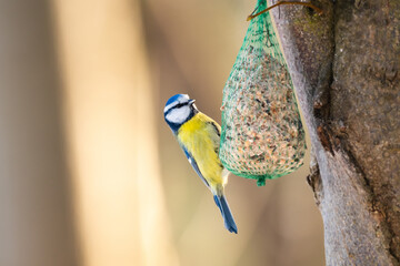 Eurasian blue tit (Cyanistes caeruleus) a small bird with colorful plumage, the animal eats grain hanging on a tree. Feeding birds in winter.