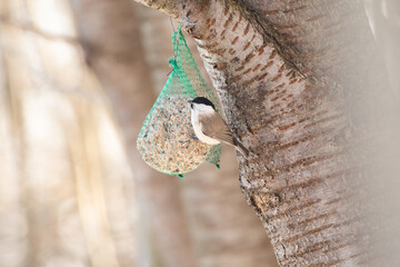 Marsh tit (Poecile palustris) a small bird sits and eats grain hanging on a tree on a sunny winter day. Feeding birds in winter.