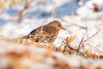 Common blackbird (Turdus merula), a medium-sized bird with brown plumage, walks on the ground and looks for food. View on a sunny winter morning.