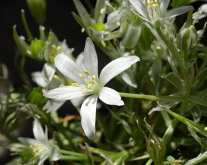 Naklejka premium white flowers in the garden