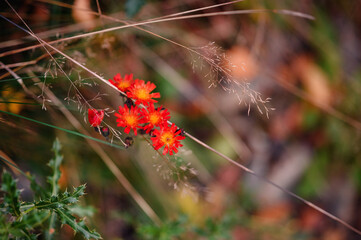 Vibrant red wildflowers add a splash of color to the subdued hues of autumn, standing out with delicate grace among the dry grasses