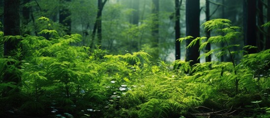 Enchanted Forest: Lush Greenery and Profusion of Trees with Delicate Ferns