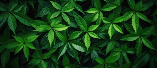 Fototapeta na wymiar Vibrant Green Leaves Creating a Refreshing Natural Wallpaper Design in Springtime