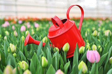 close-up of a red watering can against the background of many beautiful unopened tulips in a garden or greenhouse. March 8th, spring festival. © Evgeniy Kalinovskiy