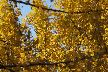 色づく銀杏の葉