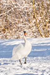 Mute swan (Cygnus olor) a large water bird, an adult bird with white plumage walks on the snow at the shore of the lake. Sunny winter day.