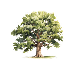 oak tree watercolor isolated on transparent background cutout generative ai