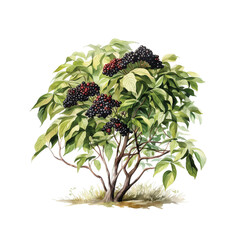 Blackberry green bush with berries generative ai - 753604659