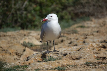 Audouins gull (Ichthyaetus audouinii) on coastline of Mallorca