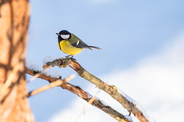 Great tit (Parus major) a small bird with colorful plumage, the animal sits on a branch on a sunny winter day.