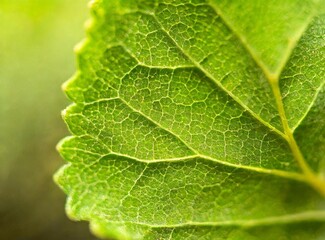 Green foliage texture