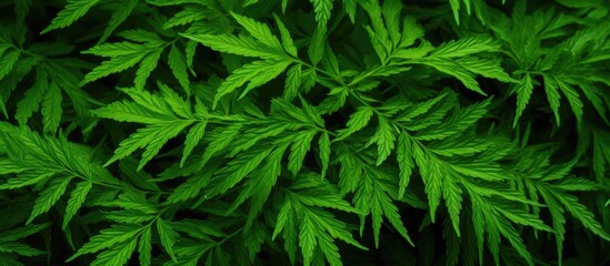 Vibrant Foliage Close-Up: Lush Green Plant with Delicate Leaves in Natural Setting