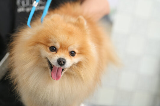 portrait of a Pomeranian dog in close-up with its tongue sticking out.