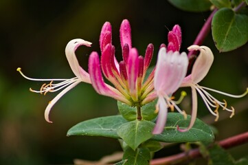 close up of pink honeysuckle flower on soft-focused background