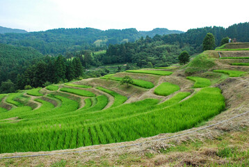 山の千枚田