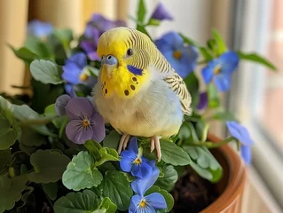 Fototapeten yellow budgie parrot sitting in the flowerpot with blue and purple pansy viola flowers.  © Ilona