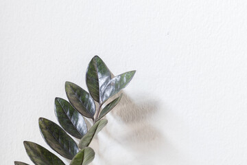 Close up of green leaves on a blurred background, Zamioculcas Zamiifolia Black, potted house plant with black leaves background with copy space.