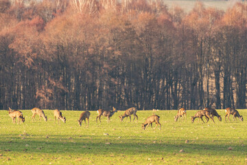 A small herd of deer grazes in a field near the forest, the animals eat green vegetation.