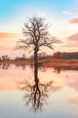 A lonely tree in the middle of the river is reflected in the water late evening, colorful sky.